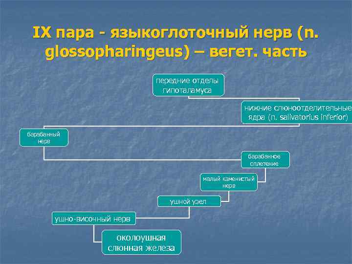 IX пара - языкоглоточный нерв (n. glossopharingeus) – вегет. часть передние отделы гипоталамуса нижние