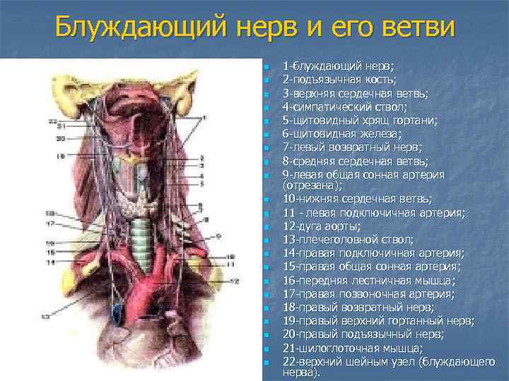 Блуждающий нерв и его ветви n n n n n n 1 -блуждающий нерв;