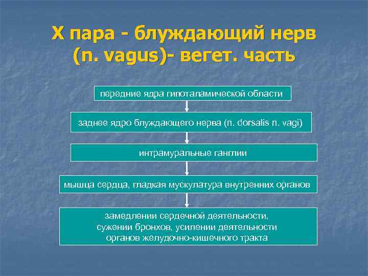 Х пара - блуждающий нерв (n. vagus)- вегет. часть передние ядра гипоталамической области заднее