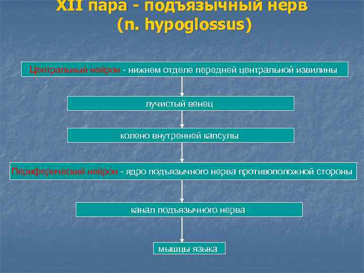 XII пара - подъязычный нерв (n. hypoglossus) Центральный нейрон - нижнем отделе передней центральной