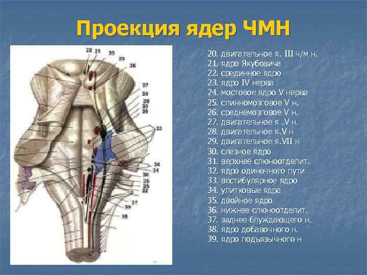 Проекция ядер ЧМН 20. двигательное я. III ч/м н. 21. ядро Якубовича 22. срединное