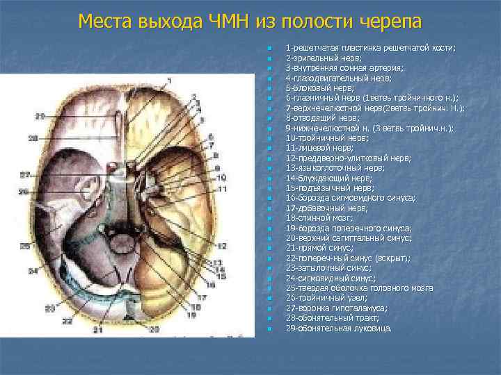 Места выхода ЧМН из полости черепа n n n n n n n n