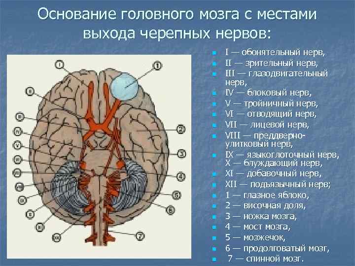 Основание головного мозга с местами выхода черепных нервов: n n n n n I