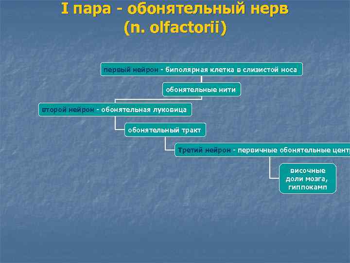 I пара - обонятельный нерв (n. olfactorii) первый нейрон - биполярная клетка в слизистой