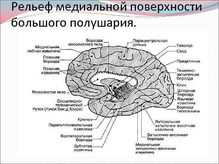 Медиальный мозг. Медиальная поверхность полушария большого мозга схема. Большие полушария головного мозга медиальная поверхность. Кора головного мозга медиальная поверхность. Борозды и извилины медиальной поверхности полушария большого мозга.