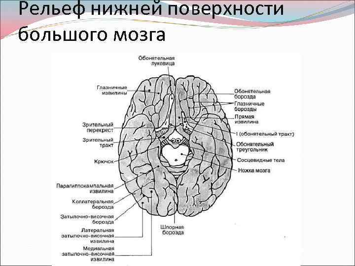 Нижнее полушарие мозга. Нижняя поверхность больших полушарий головного мозга. Извилины головном мозге анатомия нижняя поверхность. Извилины лобной доли анатомия. Базальная поверхность головного мозга извилины.