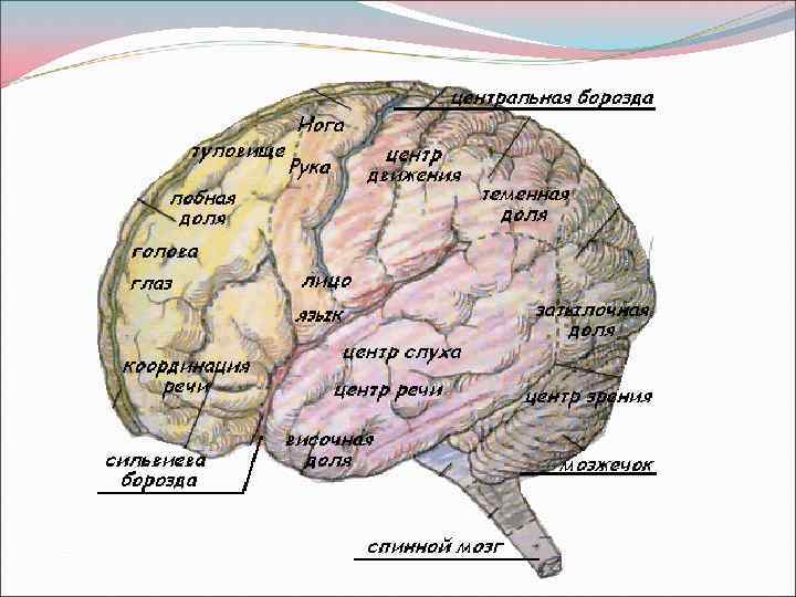 Центр памяти. Память зона мозга. Отдел памяти в мозге. Центр памяти в мозге. Зона мозга отвечающая за память.