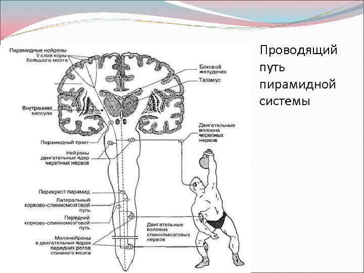 Пирамидные пути картинки