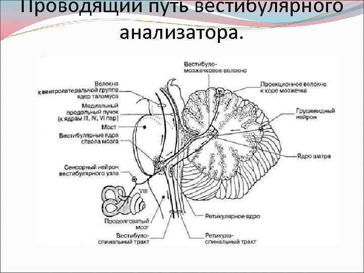 Проводящий через. Проводящий путь статокинетического анализатора схема. Проводящий путь вестибулярного анализатора анатомия. Проводящий путь вестибулярного анализатора схема. Схема проводящих путей вестибулярного анализатора.