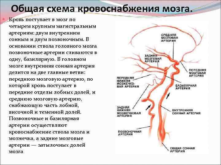 Имеет крови мозга и. Кровоснабжение головного мозга схема. Артерии головного мозга схема. Как кровь поступает в мозг. Схема кровообращения.