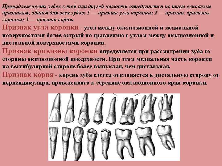 Принадлежность зубов к той или другой челюсти определяется по трем основным признакам, общим для