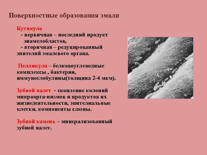 Поверхностные образования эмали Кутикула первичная – последний продукт энамелобластов, вторичная – редуцированный эпителий эмалевого