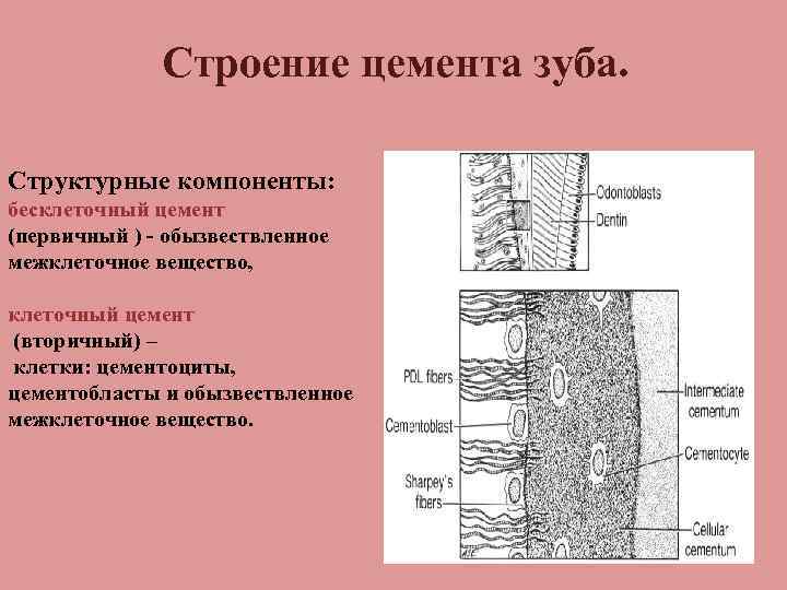 Строение цемента зуба. Структурные компоненты: бесклеточный цемент (первичный ) обызвествленное межклеточное вещество, клеточный цемент