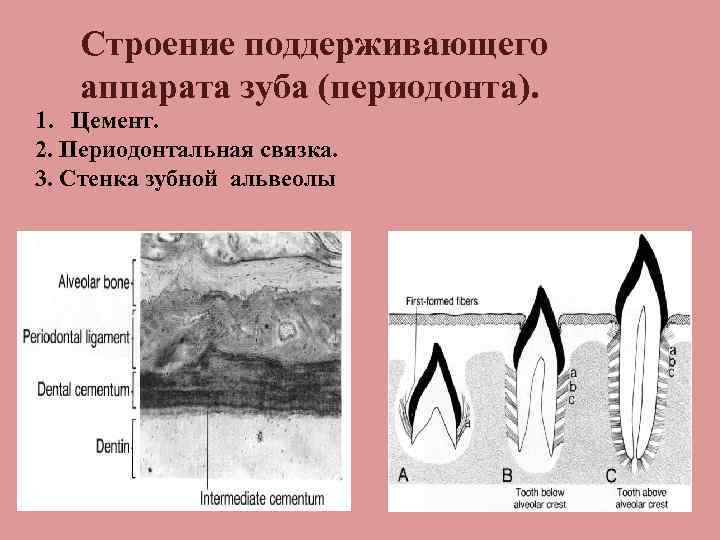 Схема структурной организации периодонтальной связки