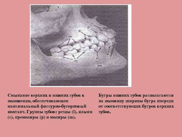 Смыкание верхних и нижних зубов в положении, обеспечивающем максимальный фиссурно бугорковый контакт. Группы зубов: