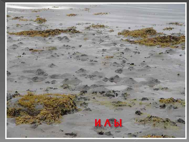 ИЛЫ 