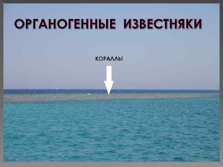 ОРГАНОГЕННЫЕ ИЗВЕСТНЯКИ КОРАЛЛЫ 
