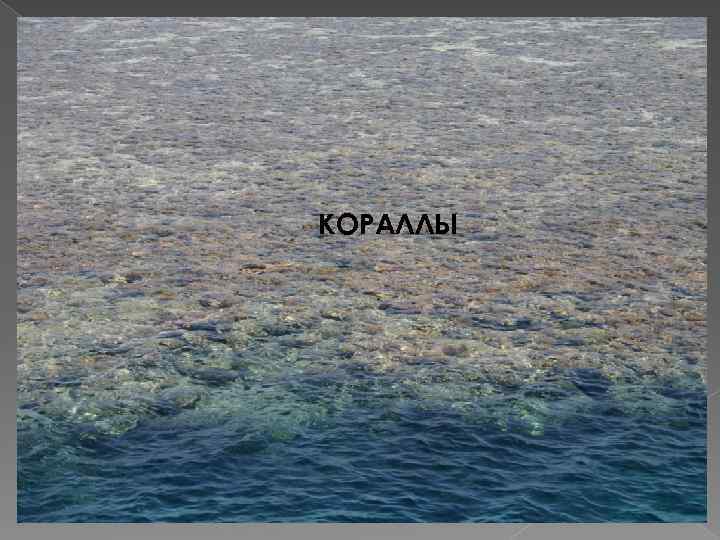 КОРАЛЛЫ 