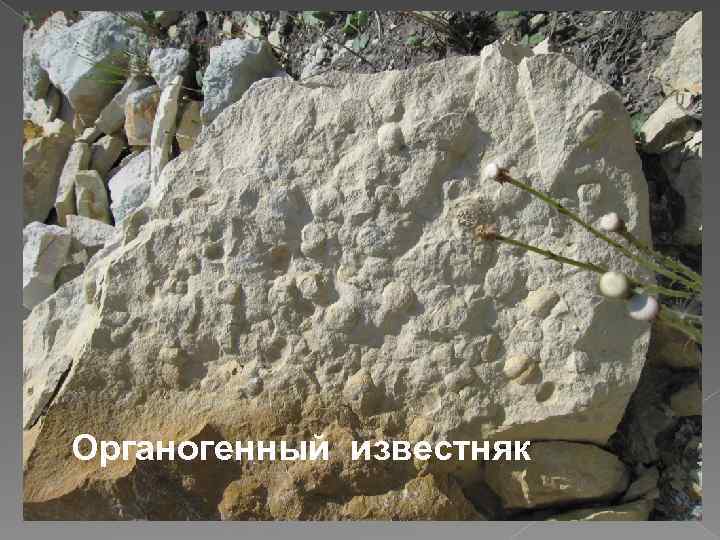 Органогенный известняк 