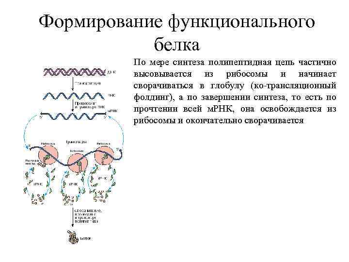 Синтез полипептидной цепи в рибосомах. Синтез полипептидной цепи. Формирование функционального белка.. Синтез полипептидной цепи последовательность. Строение полипептидной цепи ДНК.