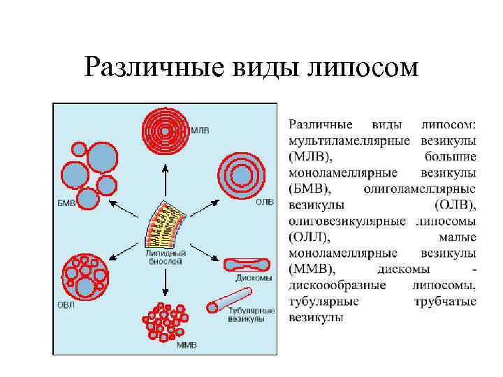 Различные виды липосом 