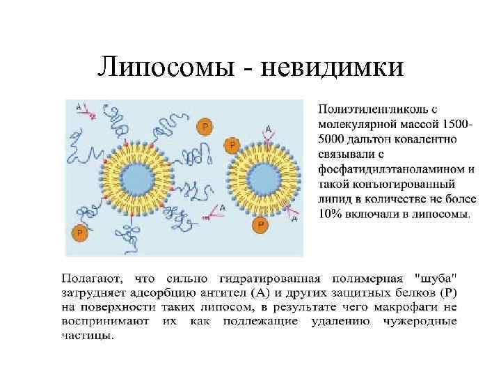 Липосомы - невидимки 