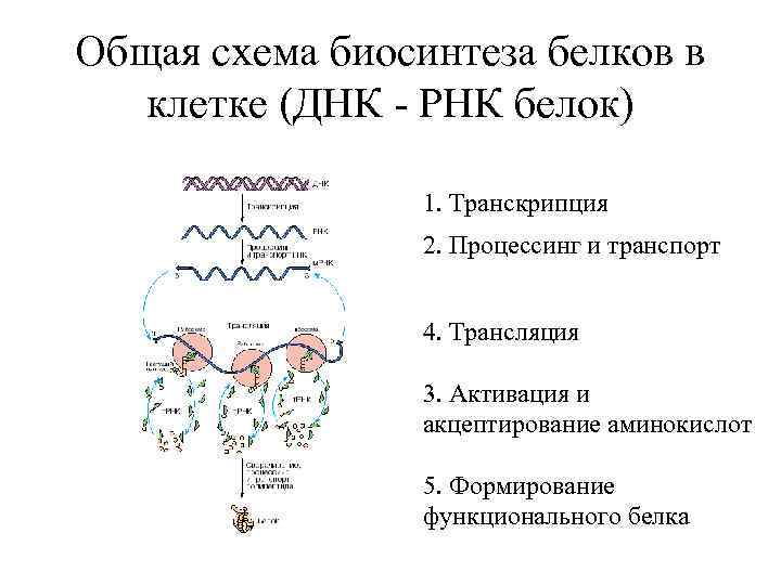 Общая схема биосинтеза белков в клетке (ДНК - РНК белок) 1. Транскрипция 2. Процессинг