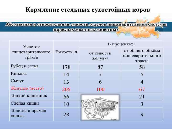 Кормление стельных сухостойных коров 
