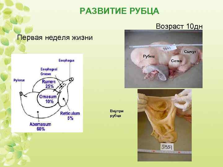 РАЗВИТИЕ РУБЦА Возраст 10 дн Первая неделя жизни Сычуг Рубец Сетка Внутри рубца 