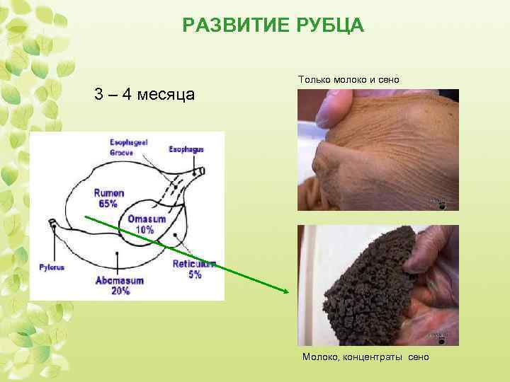 РАЗВИТИЕ РУБЦА 3 – 4 месяца Только молоко и сено Молоко, концентраты сено 