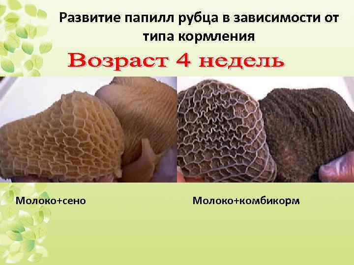 Развитие папилл рубца в зависимости от типа кормления Молоко+сено Молоко+комбикорм 