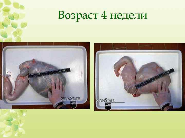 Возраст 4 недели 