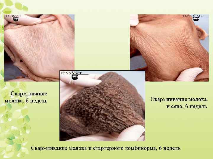 Скармливание молока, 6 недель Скармливание молока и сена, 6 недель Скармливание молока и стартерного