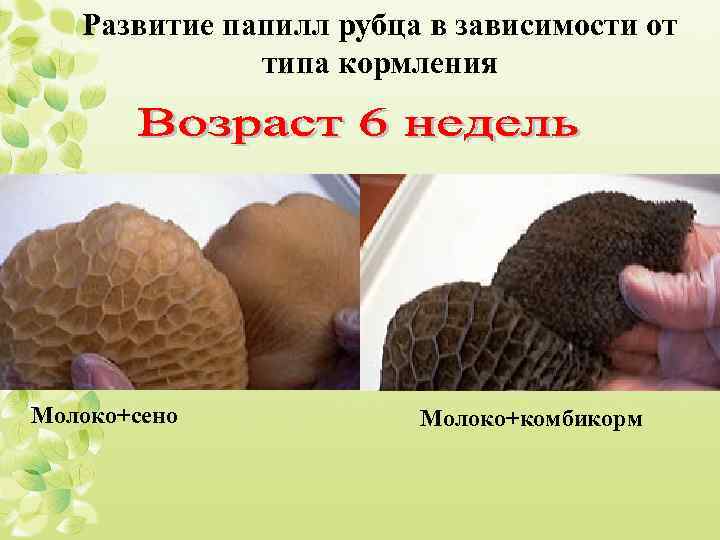 Развитие папилл рубца в зависимости от типа кормления Молоко+сено Молоко+комбикорм 