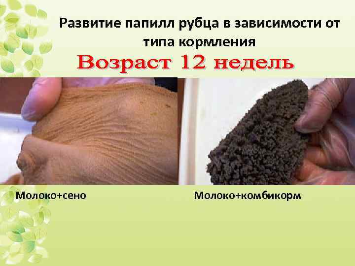 Развитие папилл рубца в зависимости от типа кормления Молоко+сено Молоко+комбикорм 