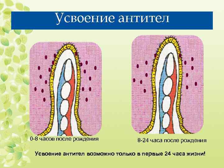 Усвоение антител 0 -8 часов после рождения 8 -24 часа после рождения Усвоение антител