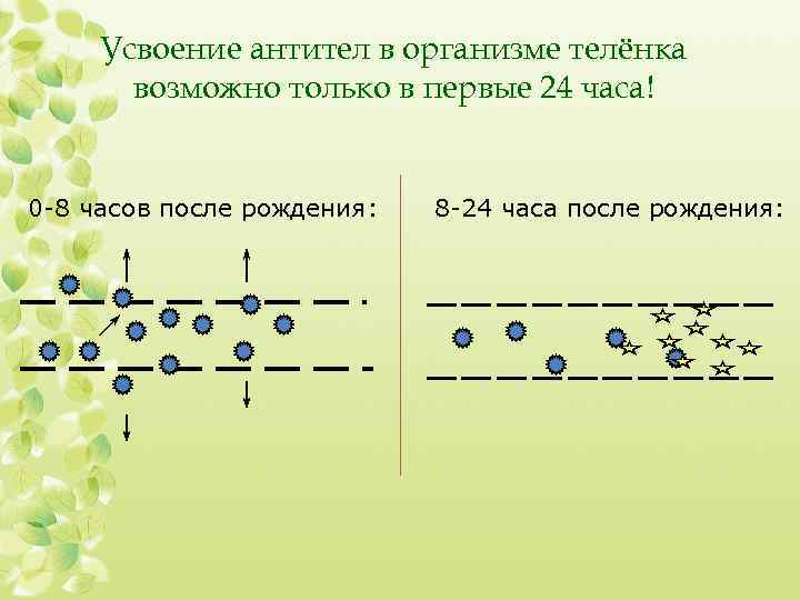 Усвоение антител в организме телёнка возможно только в первые 24 часа! 0 -8 часов