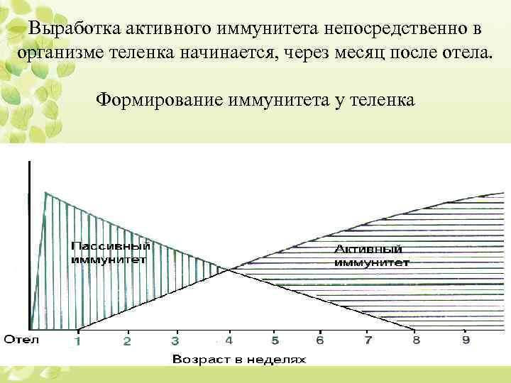 Выработка активного иммунитета непосредственно в организме теленка начинается, через месяц после отела. Формирование иммунитета