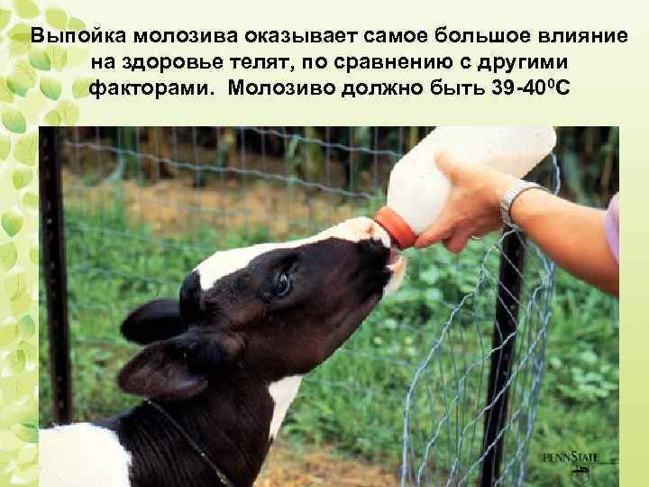 Выпойка молозива оказывает самое большое влияние на здоровье телят, по сравнению с другими факторами.