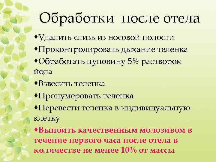 Обработки после отела ·Удалить слизь из носовой полости ·Проконтролировать дыхание теленка ·Обработать пуповину 5%