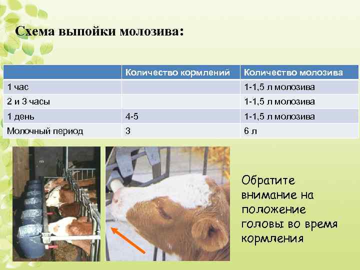 Схемы кормления телят от рождения до 6 месячного возраста