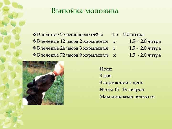 Сколько литров дает корова молока в день. Таблица кормления новорожденного теленка. Схема кормления телят. Схема выпойки телят. Нормы выпойки телят.