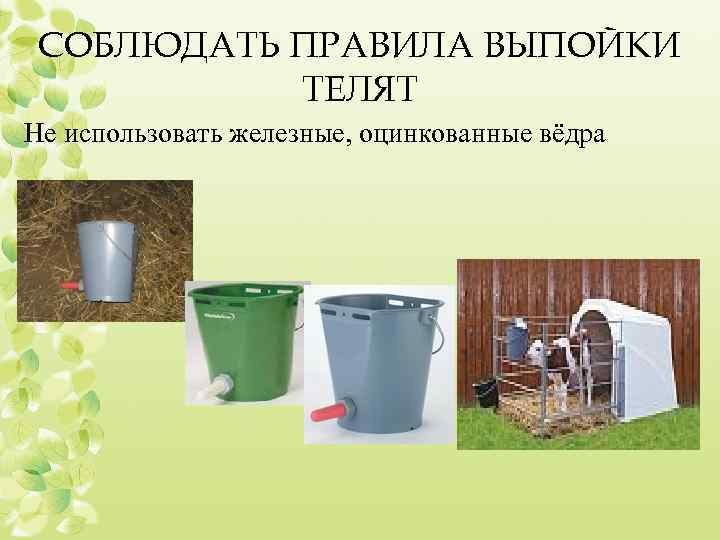 СОБЛЮДАТЬ ПРАВИЛА ВЫПОЙКИ ТЕЛЯТ Не использовать железные, оцинкованные вёдра 