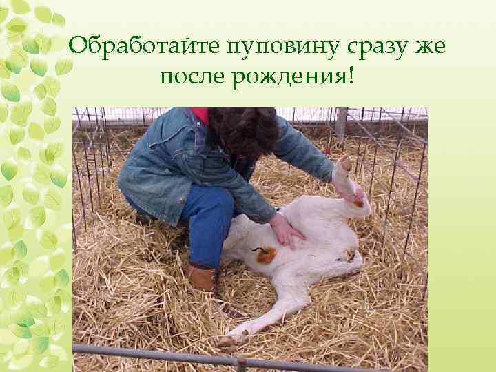 Обработайте пуповину сразу же после рождения! 