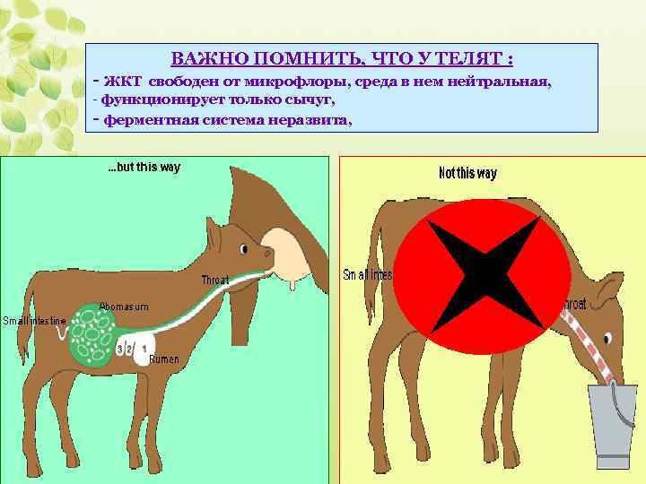 ВАЖНО ПОМНИТЬ, ЧТО У ТЕЛЯТ : - ЖКТ свободен от микрофлоры, среда в нем