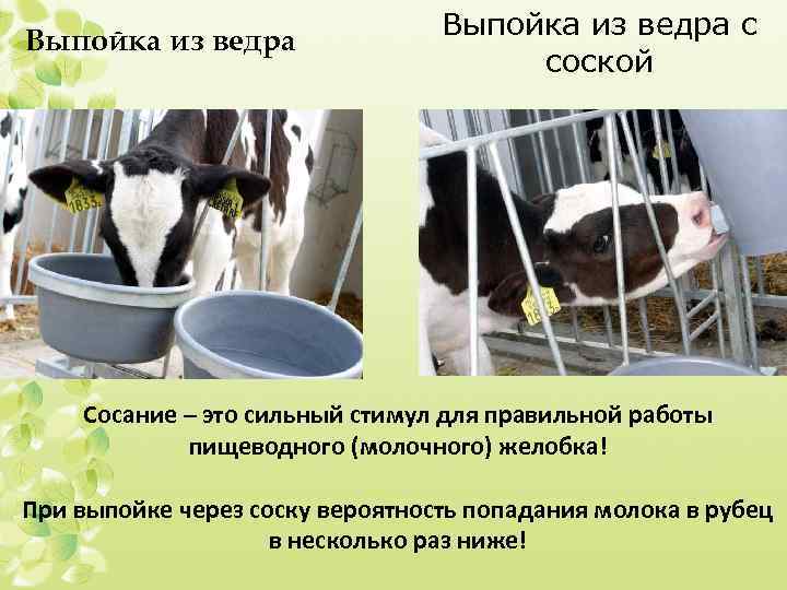 Выпойка из ведра с соской Сосание – это сильный стимул для правильной работы пищеводного