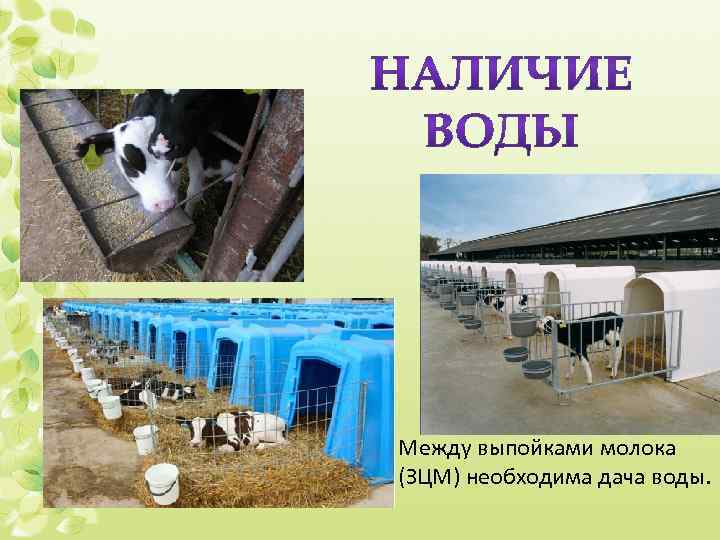 Между выпойками молока (ЗЦМ) необходима дача воды. 