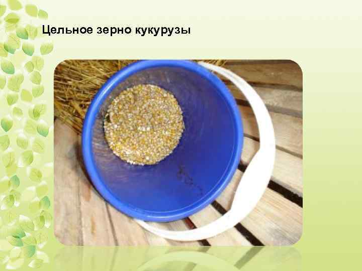 Цельное зерно кукурузы 