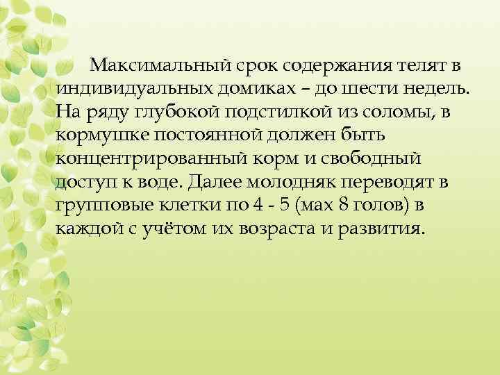 Максимальный срок содержания телят в индивидуальных домиках – до шести недель. На ряду глубокой