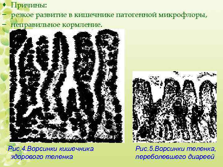 · Причины: – резкое развитие в кишечнике патогенной микрофлоры, – неправильное кормление. Рис. 4.
